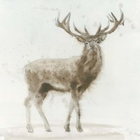 Stag Framed Print