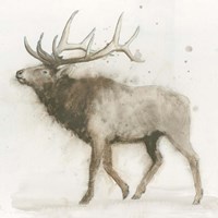 Elk Fine Art Print