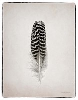 Feather I BW Fine Art Print