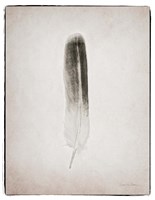 Feather II BW Framed Print