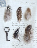 Plume Letters V Fine Art Print