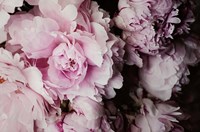 Peonies Galore I Fine Art Print