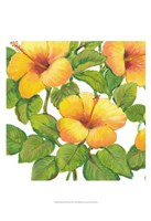 Watercolor Hibiscus III Fine Art Print