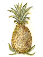 Pineapple Sketch I Fine Art Print