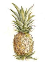 Pineapple Sketch II Fine Art Print