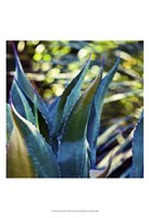 Succulent Vibes I Fine Art Print