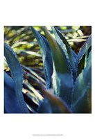 Succulent Vibes II Fine Art Print