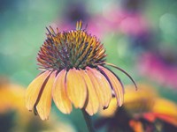 Mellow Yellows I Fine Art Print