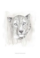 Big Cat Study I Framed Print