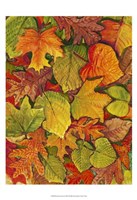 Fallen Leaves II Framed Print