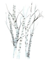 Aquarelle Birches II Fine Art Print