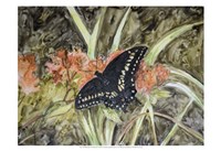 Butterfly in Nature III Fine Art Print