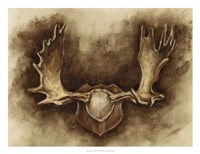 Rustic Antler Mount II Framed Print