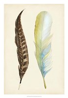 Plumage II Fine Art Print