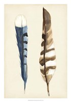 Plumage III Fine Art Print