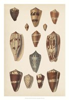 Antique Cone Shells II Fine Art Print