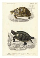 Antique Turtle Duo II Fine Art Print