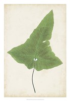 Fern Family I Fine Art Print