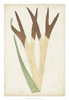 Fern Family II Fine Art Print