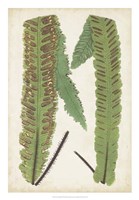 Fern Family III Fine Art Print