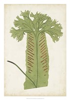Fern Family V Fine Art Print
