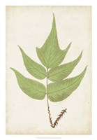 Fern Family VII Fine Art Print