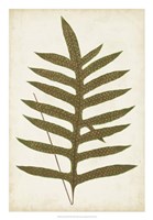 Fern Family VIII Fine Art Print