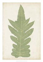 Fern Family IX Fine Art Print