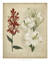 Scarlet Beauty I Fine Art Print