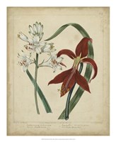 Scarlet Beauty II Fine Art Print