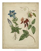 Scarlet Beauty III Fine Art Print