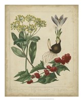 Scarlet Beauty IV Fine Art Print