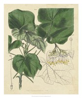 Curtis Leaves & Blooms I Fine Art Print