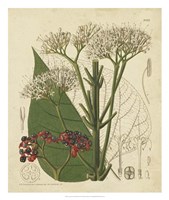 Curtis Leaves & Blooms II Fine Art Print