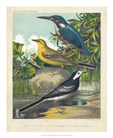 King-fisher & Wagtails Fine Art Print