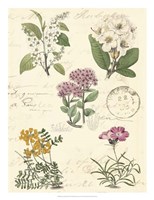 Botanical Journal II Fine Art Print