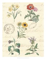 Botanical Journal IV Fine Art Print