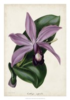 Plum Orchid Fine Art Print