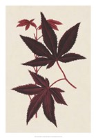 Japanese Maple Leaves I Fine Art Print