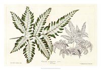 Fern Leaf Foliage II Fine Art Print