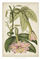 Passion Flower Botanical Fine Art Print