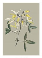 Botanical Cabinet VI Fine Art Print