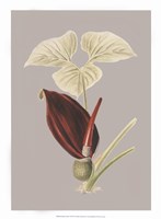 Botanical Cabinet VIII Fine Art Print