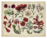 Antique Botanical Chart I Fine Art Print