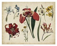 Antique Botanical Chart II Fine Art Print