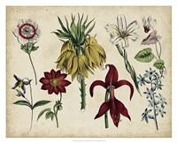 Antique Botanical Chart III Fine Art Print