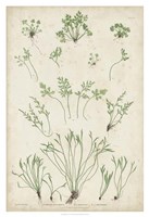 Bradbury Ferns I Fine Art Print