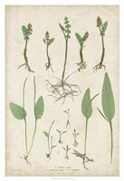 Bradbury Ferns II Fine Art Print