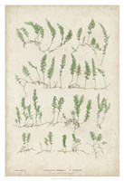 Bradbury Ferns III Fine Art Print