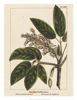 California Horse Chestnut Fine Art Print